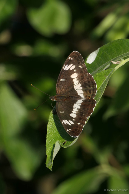 Limenitis camilla - kis lonclepke