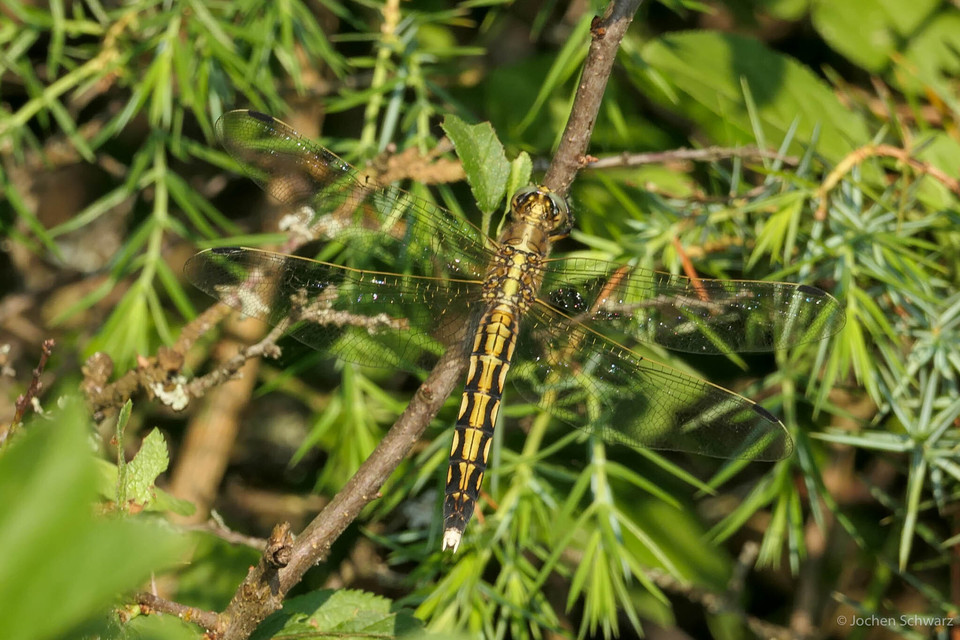 Orthetrum albistylum - fehérfarkú pásztorszitakötő