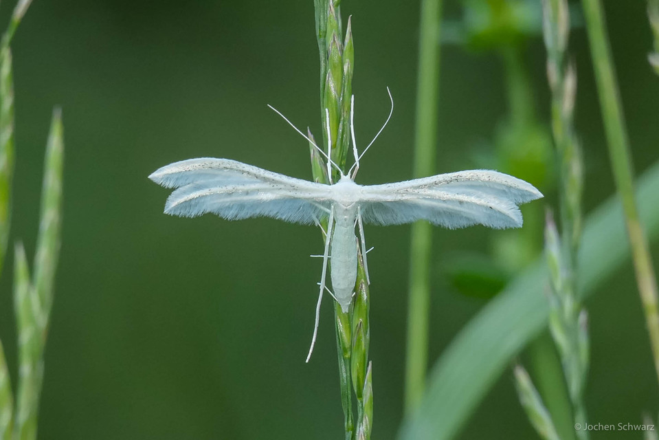 Pterophorus pentadactyla - fehér tollasmoly