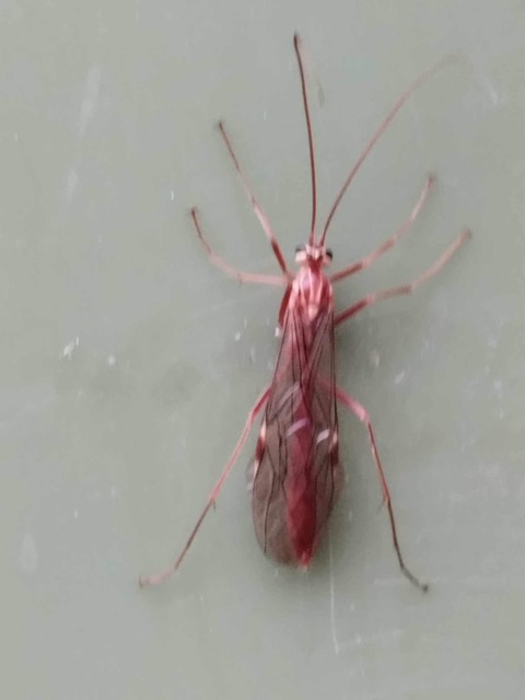 Ophion obscuratus