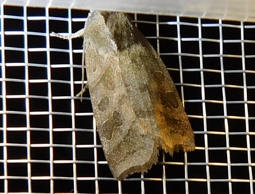 Ipimorpha retusa - sarlós fűzbagoly
