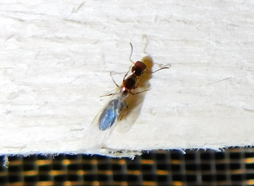 Colobopsis truncata - kapushangya