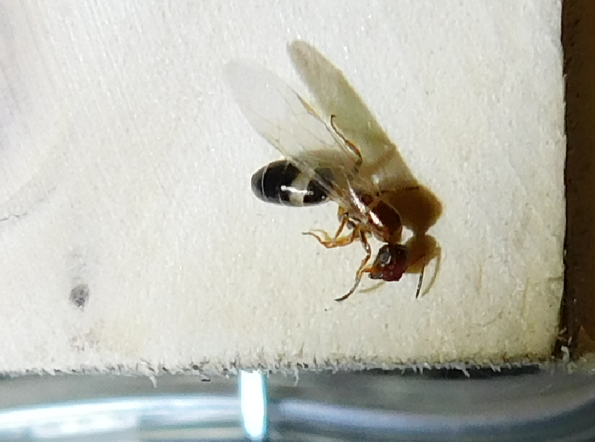 Colobopsis truncata - kapushangya