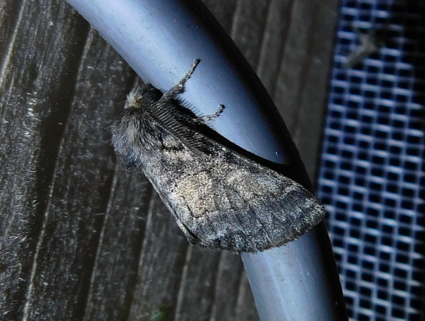 Gluphisia crenata - kormos púposszövő