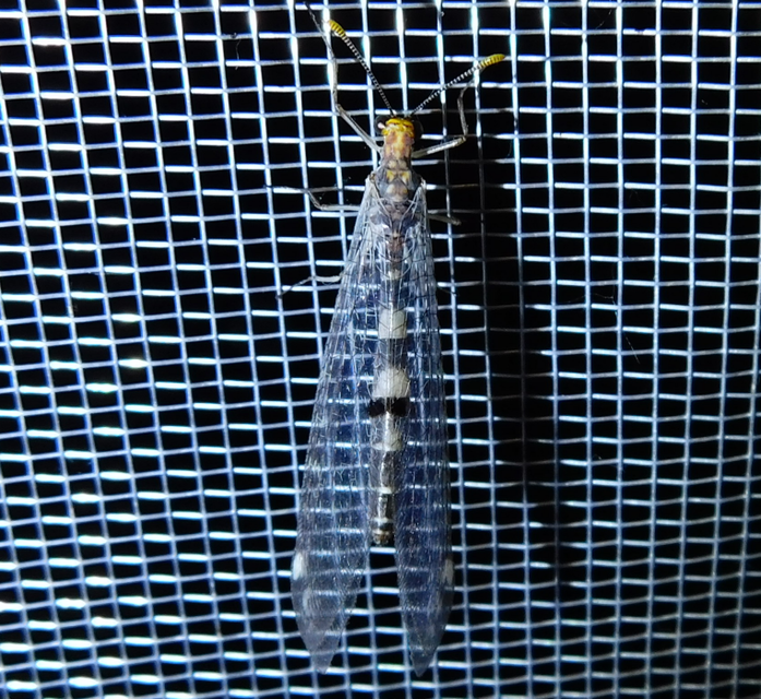 Megistopus flavicornis - kétfoltos hangyaleső