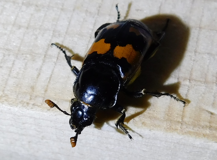 Nicrophorus interruptus - sárgaszőrű temetőbogár