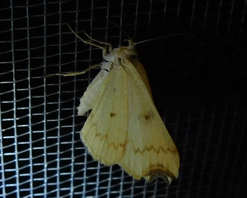 Eilicrinia cordiaria - fehér fűzfaaraszoló