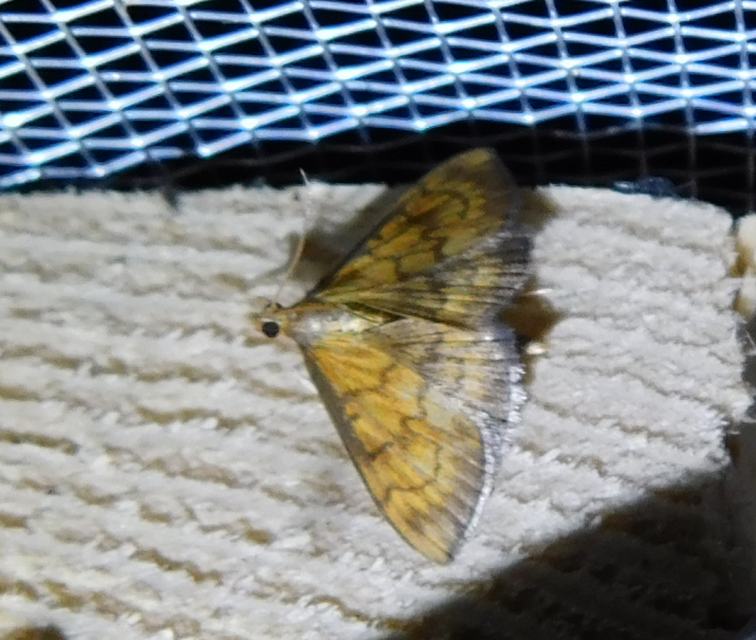 Ecpyrrhorrhoe rubiginalis - rozsdavörös tűzmoly