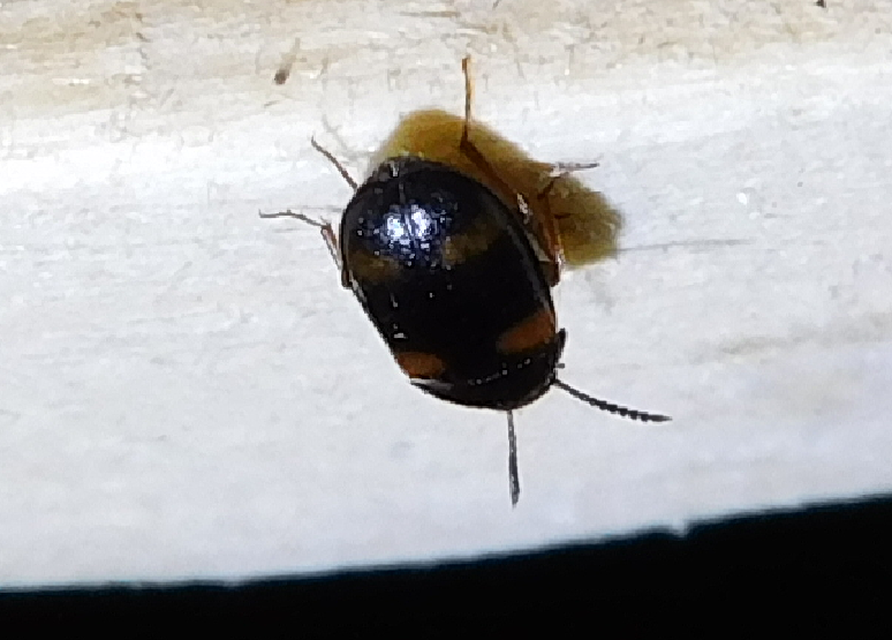 Mycetophagus quadripustulatus - négyfoltos gombabogár