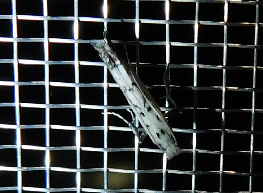 Ornixola caudulatella - farkos keskenymoly