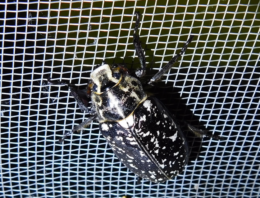 Polyphylla fullo - csapó cserebogár