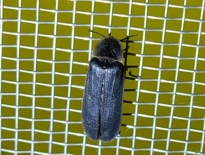 Lampyris noctiluca - nagy szentjánosbogár