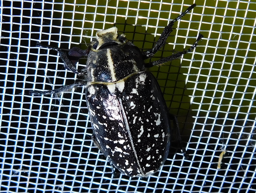 Polyphylla fullo - csapó cserebogár