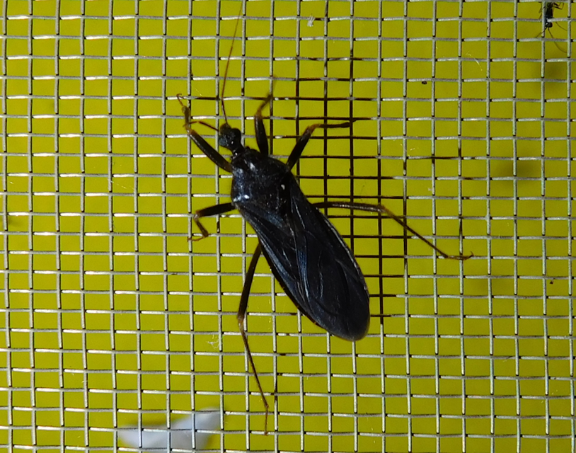 Reduvius personatus - szemetes zugpoloska
