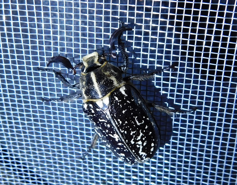 Polyphylla fullo - csapó cserebogár