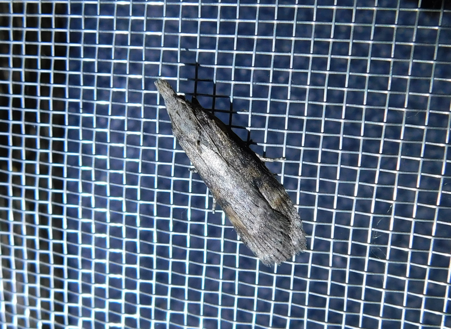 Lamoria