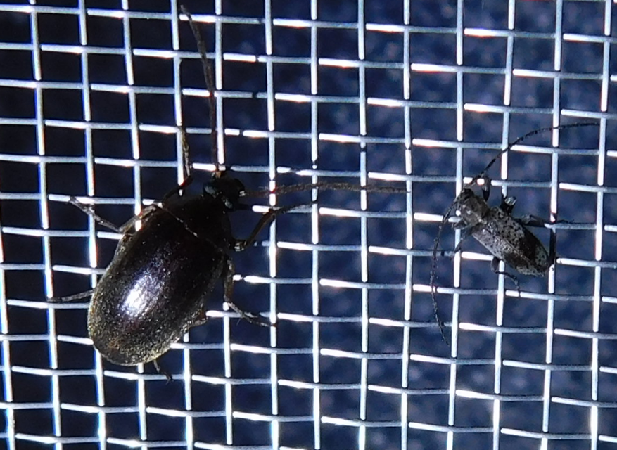 Exocentrus punctipennis - szilfa-rőzsecincér