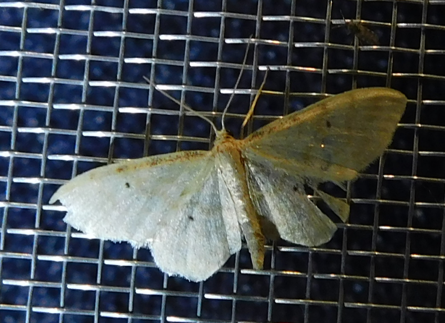Idaea fuscovenosa - szürkeszélű apróaraszoló