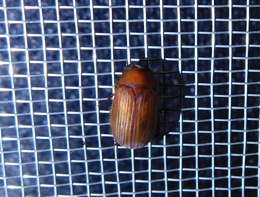 Serica brunnea - homoki kiscserebogár