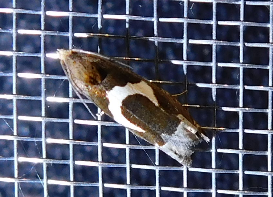 Epiblema foenella - kampósfoltú tükrösmoly
