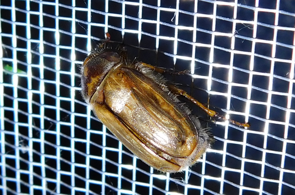 Amphimallon solstitiale - bordás sárgacserebogár