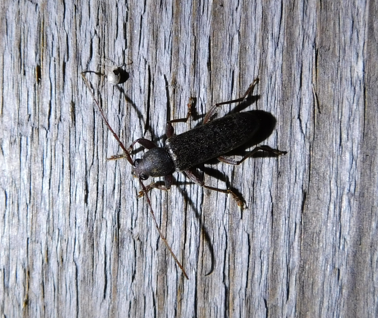 Trichoferus campestris - szállóvendég éjicincér