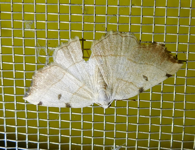 Eilicrinia trinotata - háromjegyű araszoló