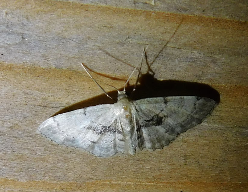 Idaea laevigata - sötétfoltos apróaraszoló
