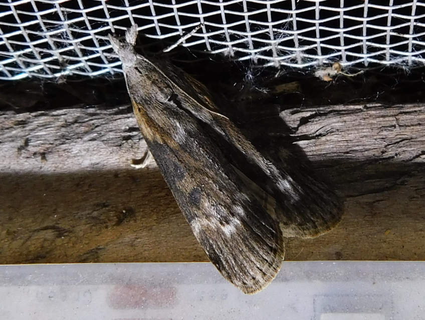 Lamoria