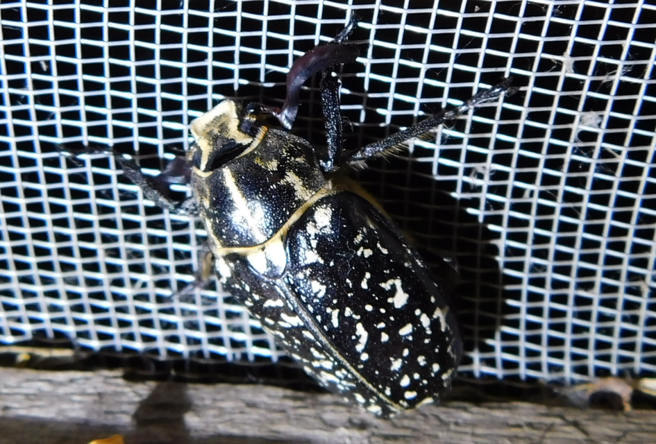Polyphylla fullo - csapó cserebogár