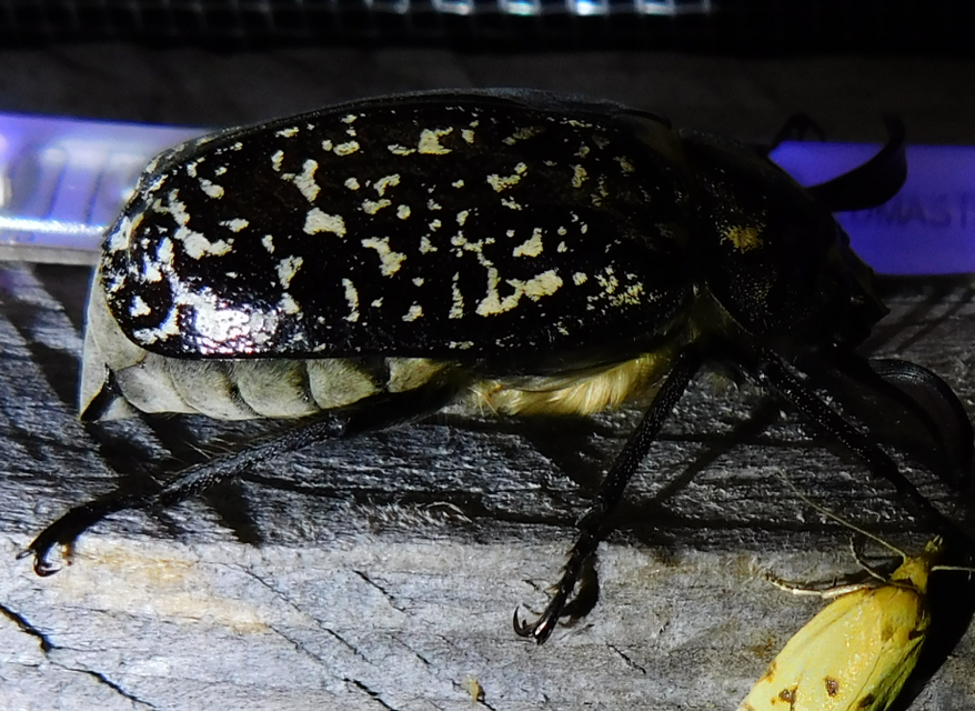 Polyphylla fullo - csapó cserebogár