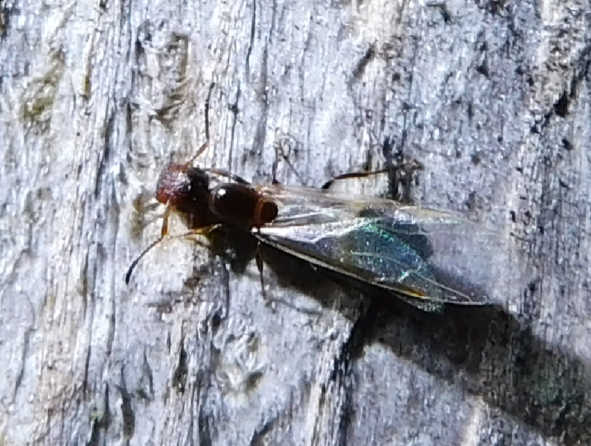 Colobopsis truncata - kapushangya