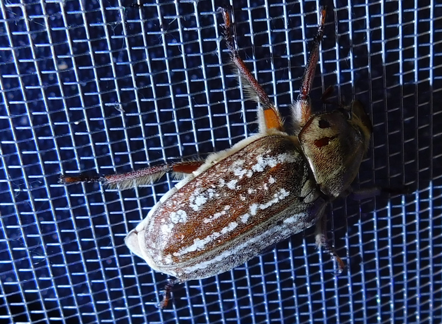 Anoxia orientalis - keleti cserebogár