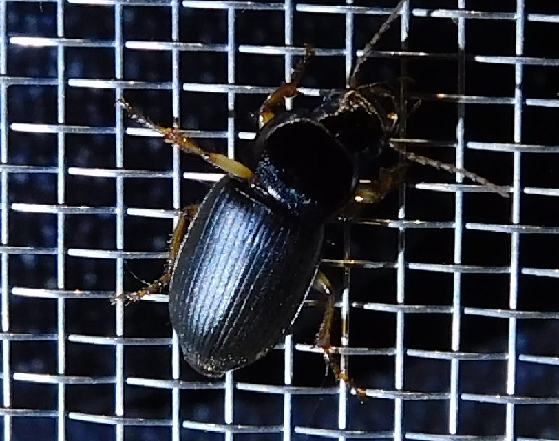 Harpalus griseus - kis selymesfutó