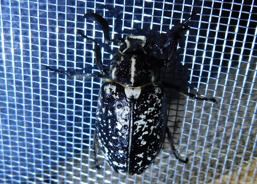 Polyphylla fullo - csapó cserebogár