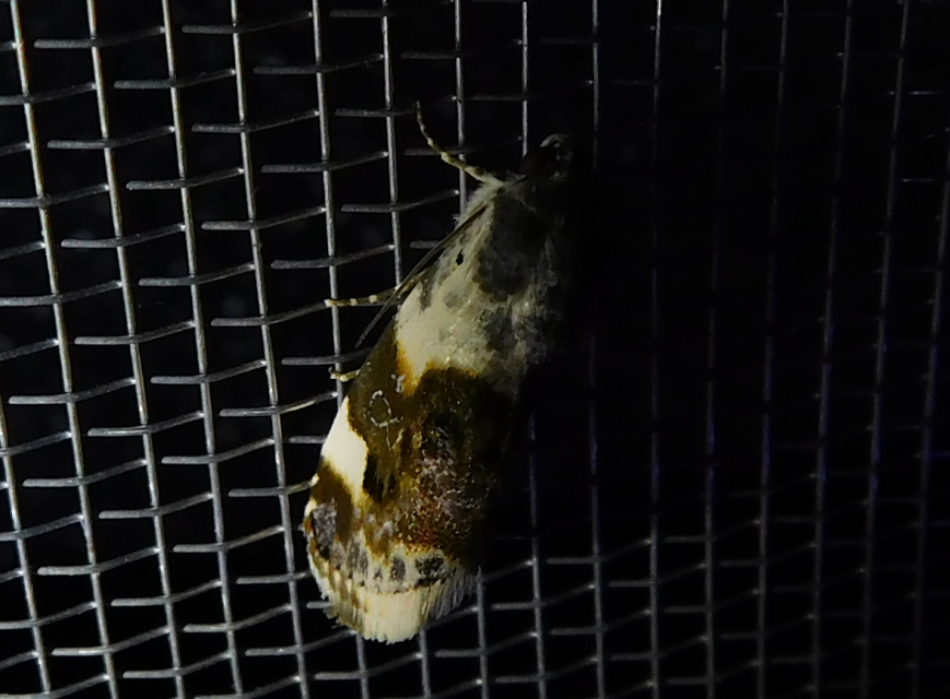 Acontia lucida - fehér nappalibagoly