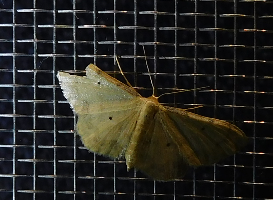 Idaea politaria - vonalas apróaraszoló