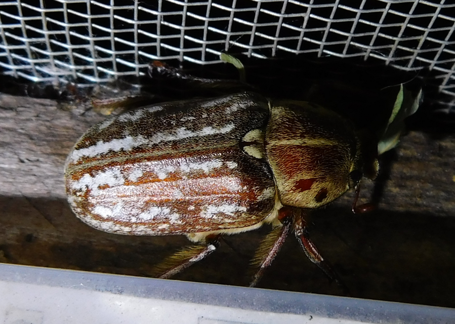 Anoxia orientalis - keleti cserebogár