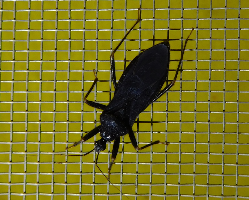 Reduvius personatus - szemetes zugpoloska