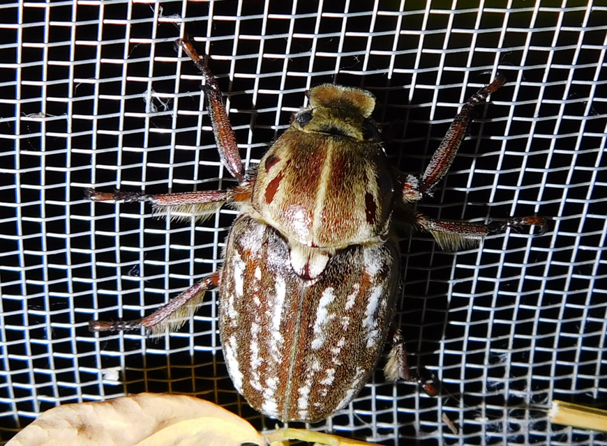 Anoxia orientalis - keleti cserebogár