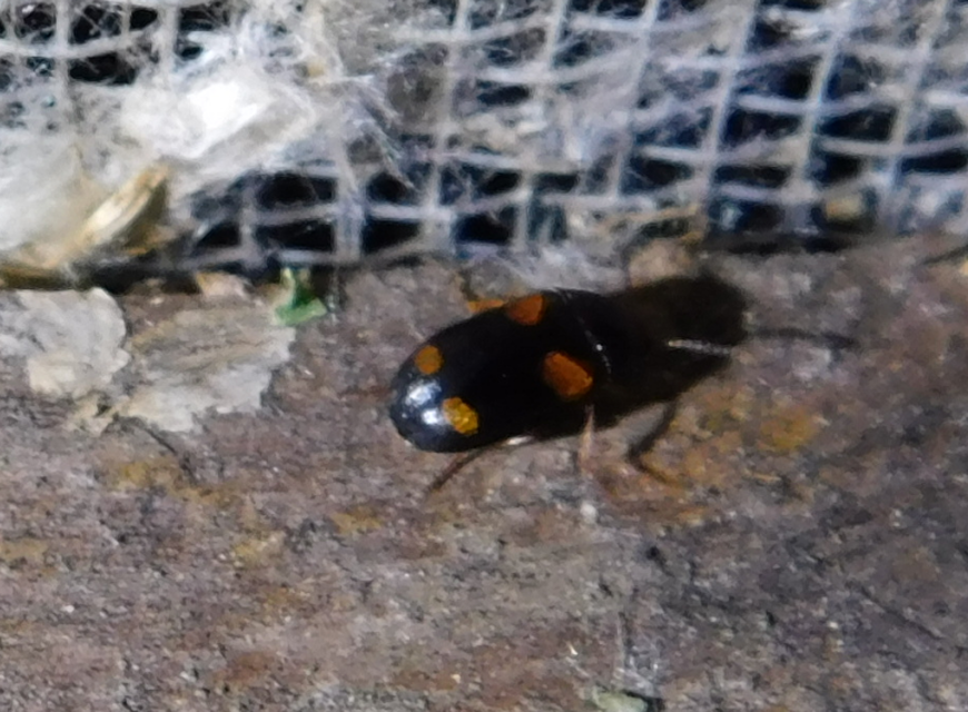 Mycetophagus quadripustulatus - négyfoltos gombabogár