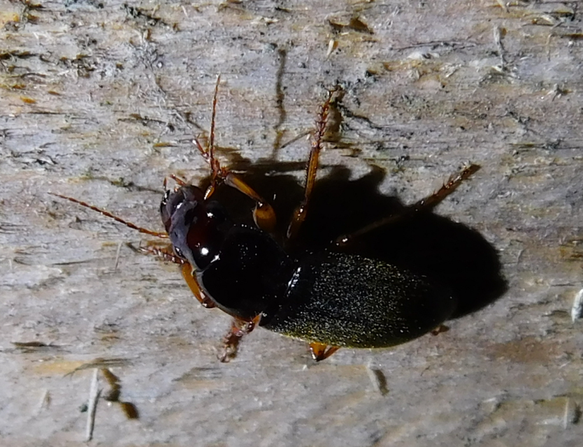 Harpalus griseus - kis selymesfutó