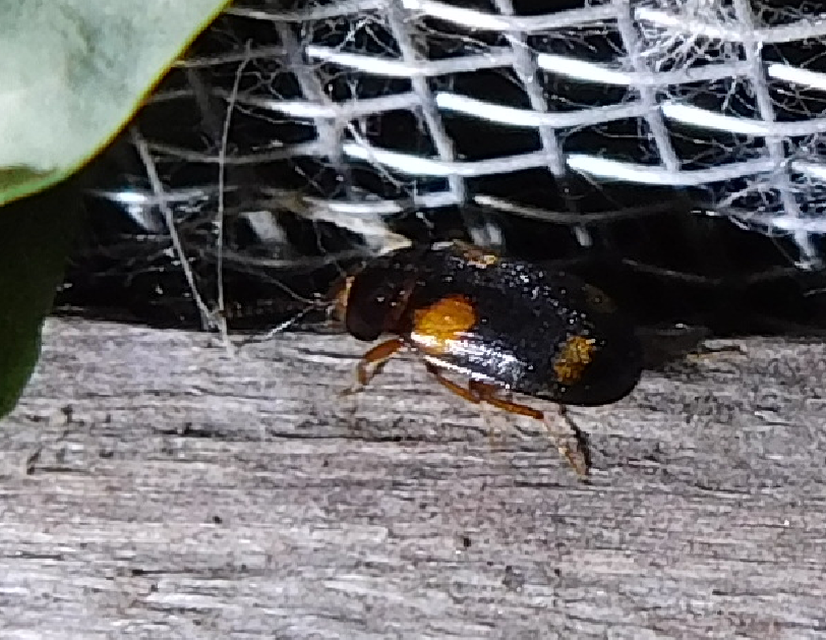 Mycetophagus quadripustulatus - négyfoltos gombabogár