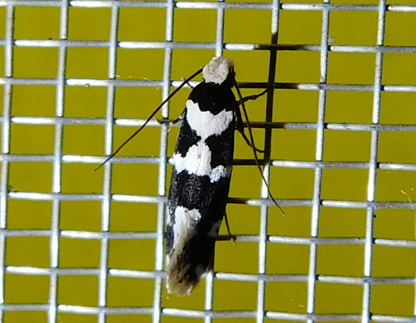 Neurothaumasia ankerella - magyarmoly