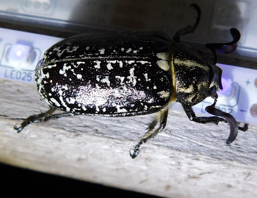 Polyphylla fullo - csapó cserebogár