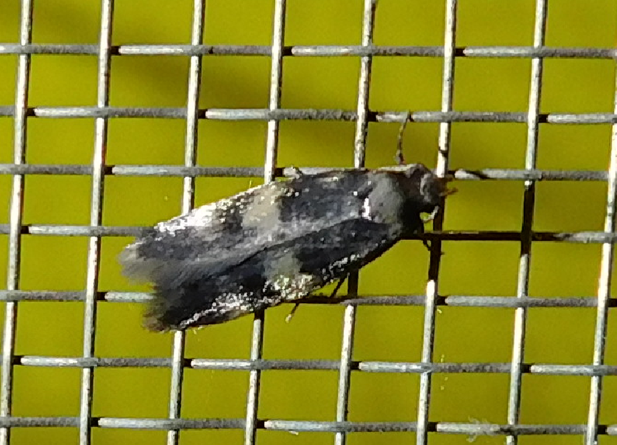 Oegoconia
