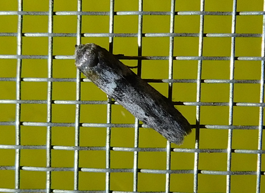 Blastobasis