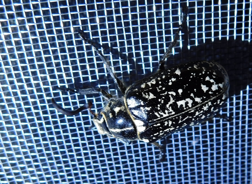 Polyphylla fullo - csapó cserebogár
