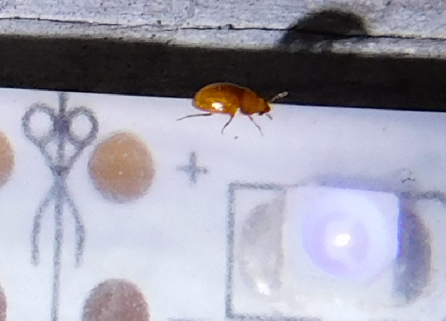 Leiodidae - pecebogárfélék Leiodidae - pecebogárfélék
