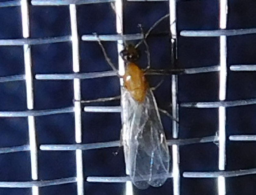 Colobopsis truncata - kapushangya